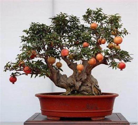 在士林官邸展览馆举办茶花盆景