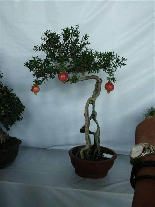 男子盗窃绿化带上的珍贵盆景 判刑1年