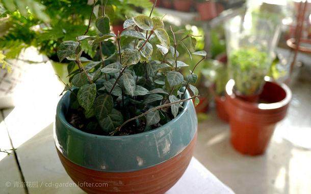 玩盆景能玩成&ldquo;中国盆景艺术大师&rdquo;