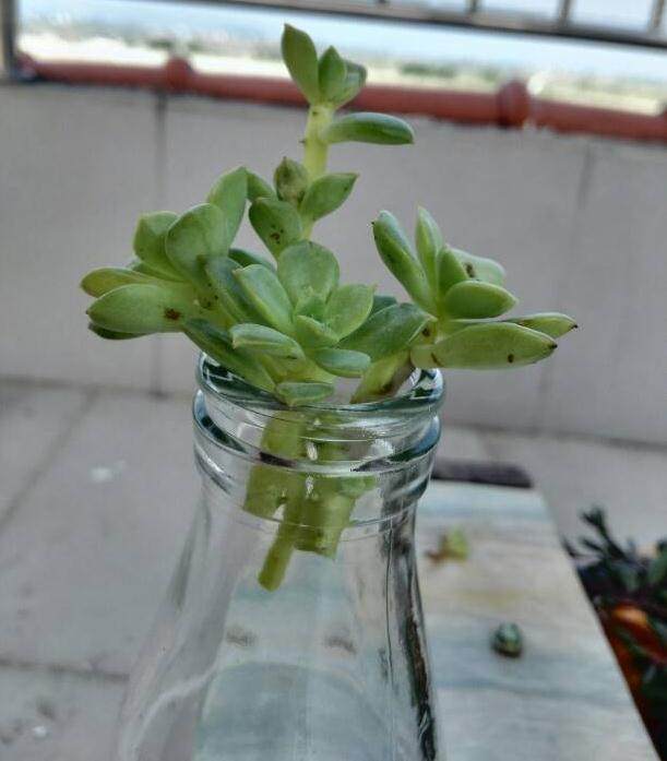 自己的盆景在网络上销售十分火爆