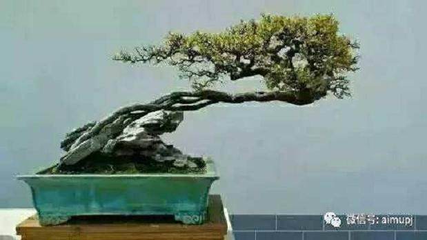 家里种了几百盆盆景 有盆就价值几十万元