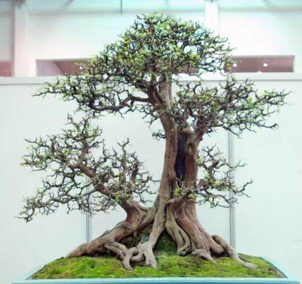 盆景西红柿在新春的到来很受欢迎