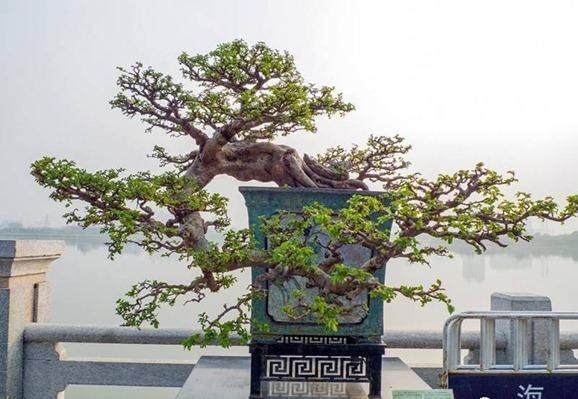 茶山镇迎春盆景艺术展