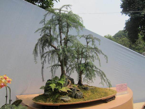 盆景和风景最大的区别是?