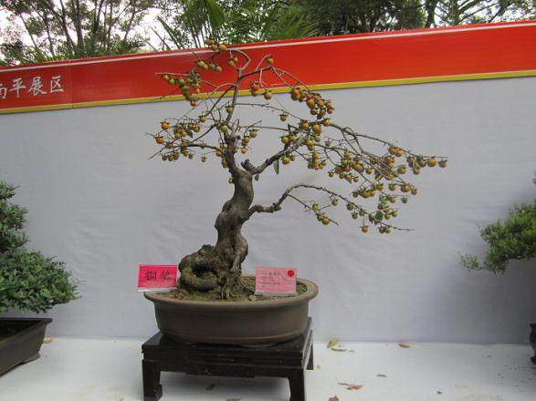 第七届世界盆景朋友联盟大会