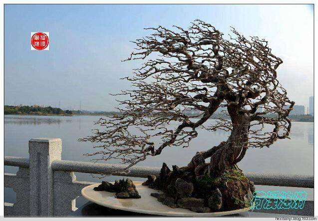 市民提议将下架街头盆栽赠与大家