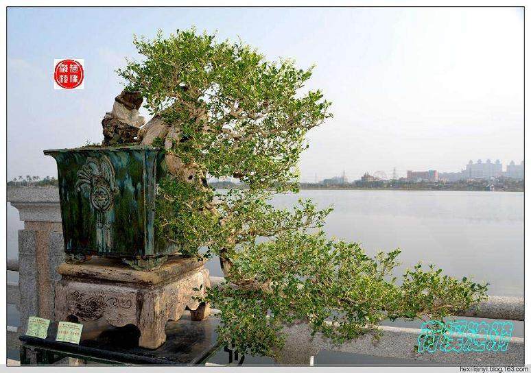 村民将10多个品种的盆景赠送给矾山农村合作银行