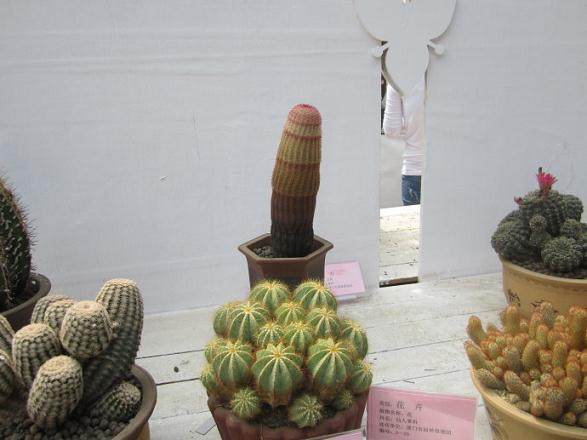 路边街头的盆景很难养活 要注意!