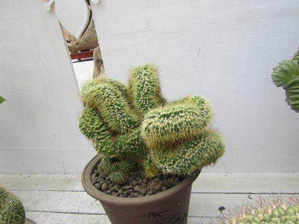 把九大山头打造成为城市巨型盆景和亮丽名片