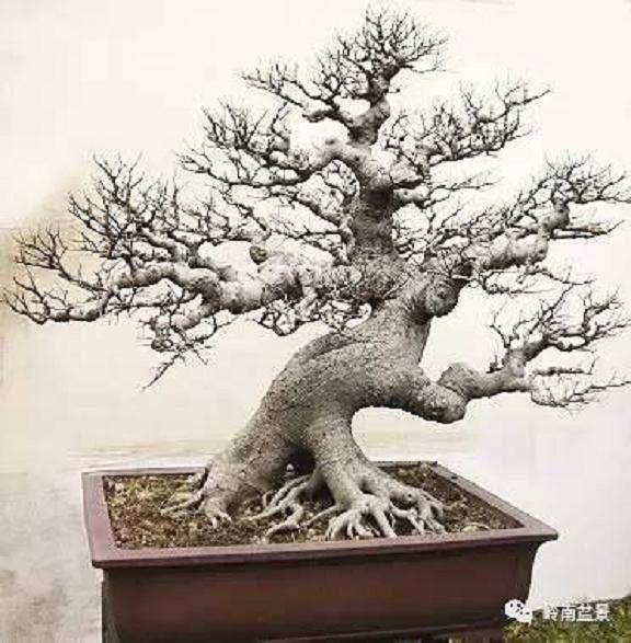 小偷偷得盆景 是为了欣赏