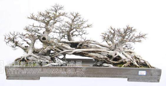 歙县卖花渔村是中国徽州盆景第一村