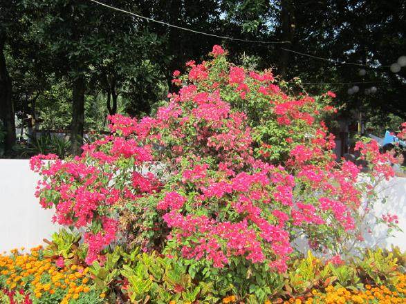 盆景奇石馆的创建是馆长刘天明对于家学的传承