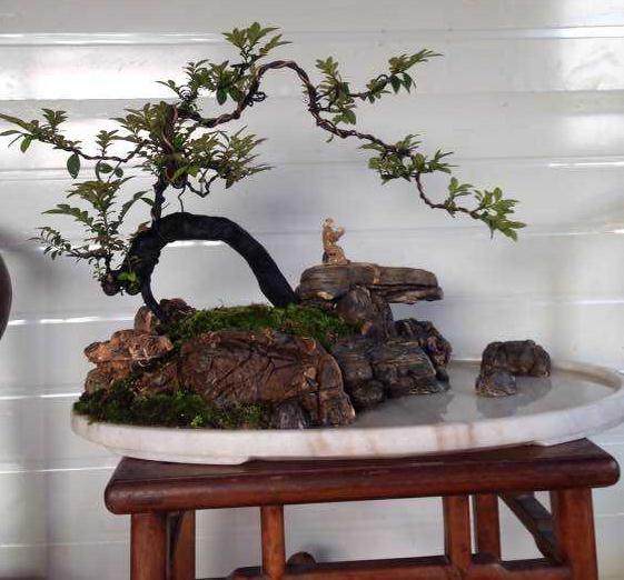 您的生活中有这样的盆景 您的心情会好很多