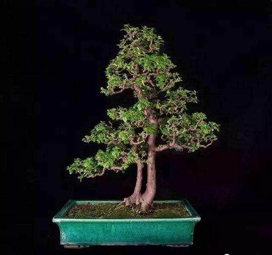 2.3亿元将渝中半岛打造成大型盆景之城