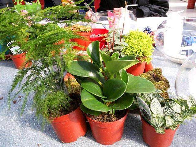 新余市园林局选送到场展览的25盆园林盆景作品