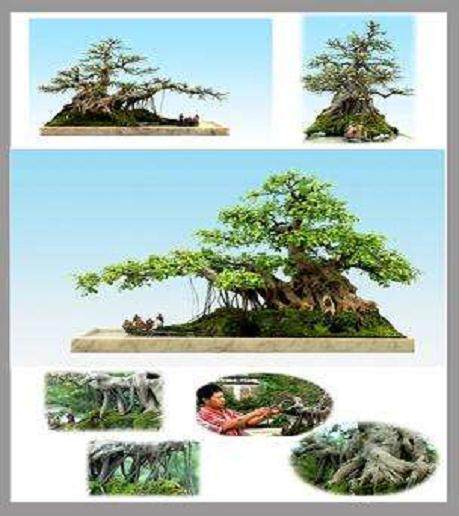 绿化树种在盆景里根部过浅会导致树木落叶枯萎