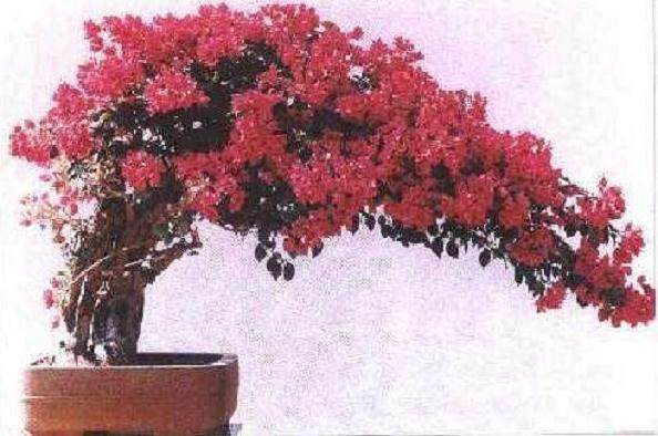 中国盆景艺术大师精品盆景作品展示