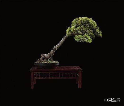 许多盆景大户的存款超过百万元