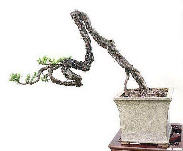 小盆景成十堰城区大风景