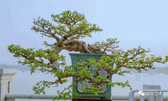 盆景艺术也逐渐进入寻常百姓家