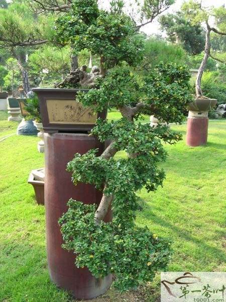 有居民竟然种植罂粟盆景