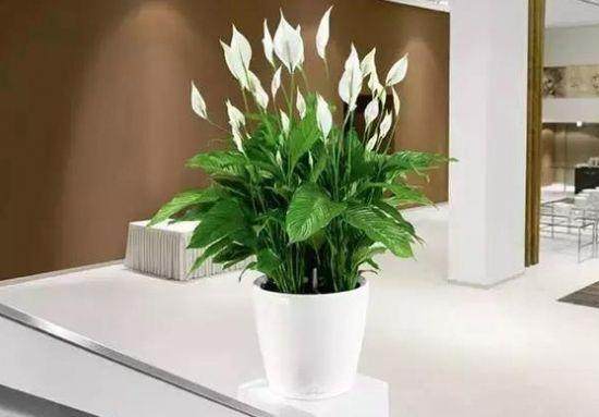 中国盆景展览会每4年举办一届