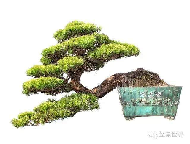 现在价格在20-40元/盆之间的盆景比较受欢迎