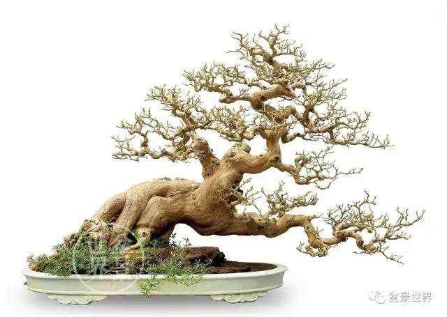 盆景里的积水也不可放过