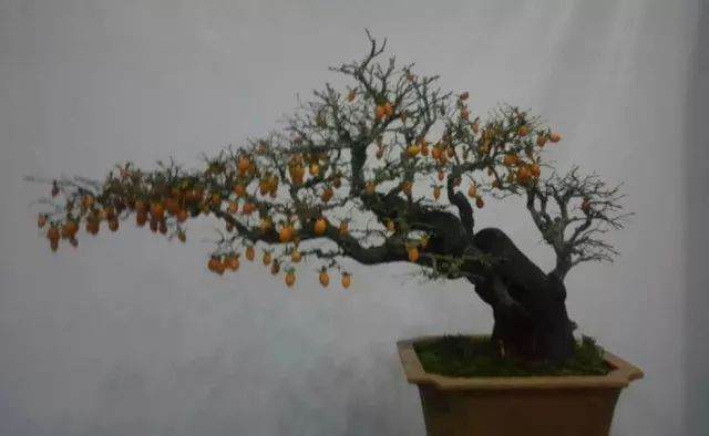 终极攻略：盆景大众化密码