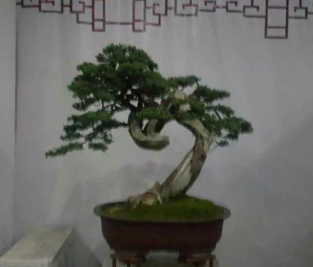 终极攻略：盆景大众化密码