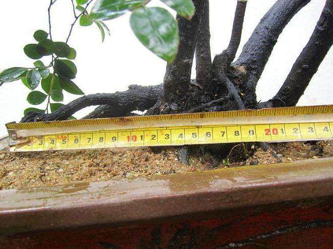 打造特色校园普法的一个个小盆景