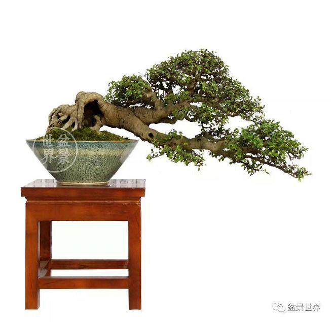 海陵农业园培育出猕猴桃黄瓜盆景