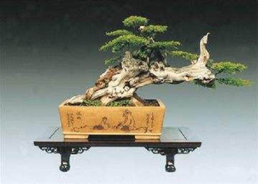 陈文朝完成大型盆景作品《太行绝胜》的创作