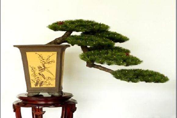 兄弟联手夜盗9盆价值近百万盆景 均已落网