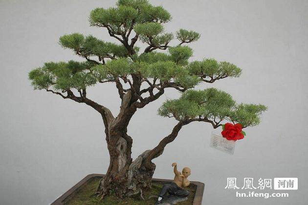 打工生涯返回家乡办起花木盆景苗圃