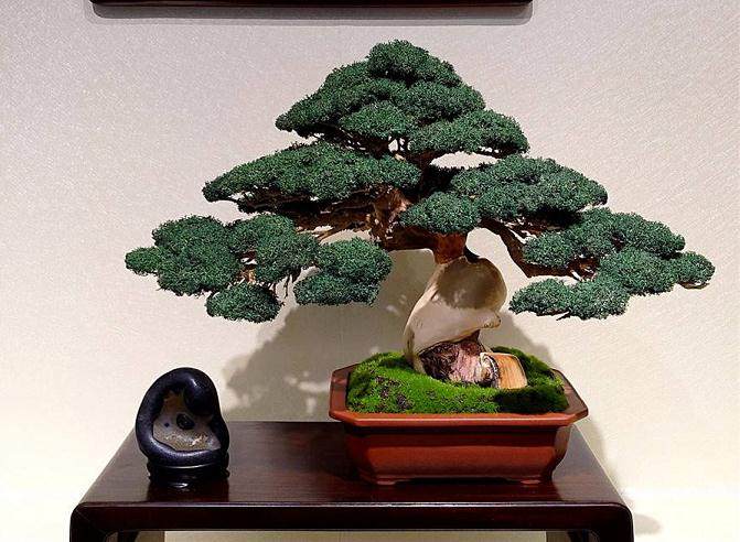 盗窃3000元的盆景 被判有期徒刑十月