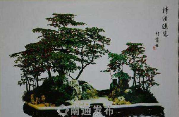 盆景国际俱乐部(BCI)的巨大优势【译文】