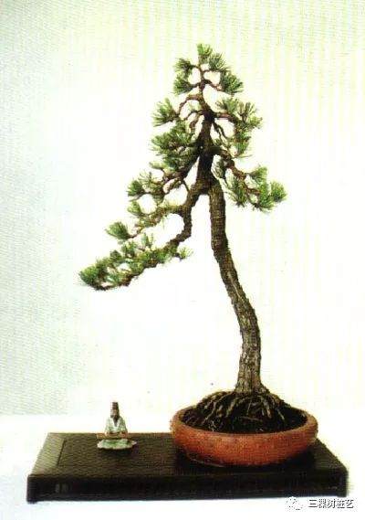 树木盆景中线性艺术及美感(下)