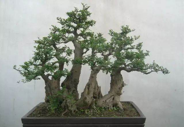 不注意这些 你的盆景会在冬季悄无声息死去