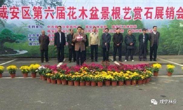 咸安区第六届花木盆景根艺赏石展览销会隆重开幕
