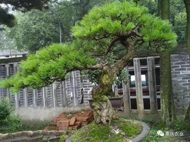 重庆双龙村做强盆景产业 盆景年销售额超2000万元