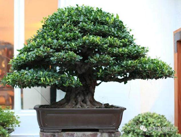 中国盆景艺术大师梁悦美紫园揭幕典礼暨新书发表会