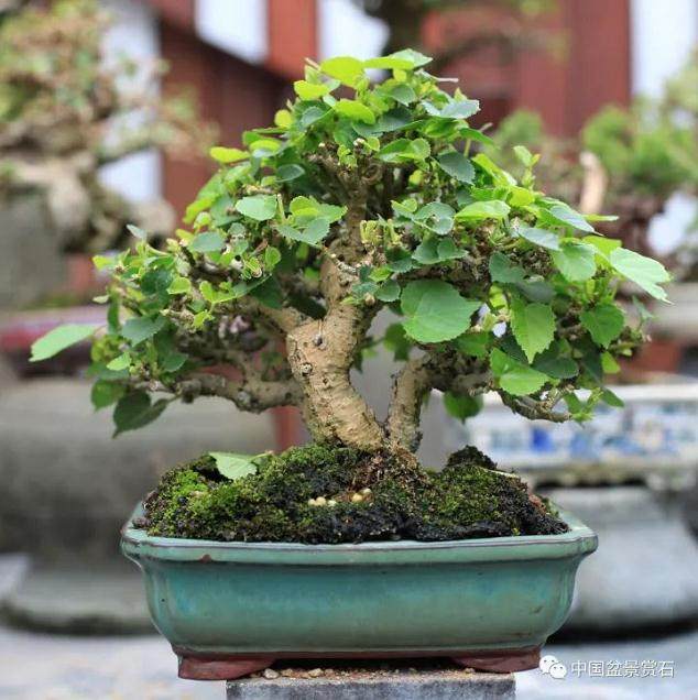 中国盆景艺术大师梁悦美紫园揭幕典礼暨新书发表会