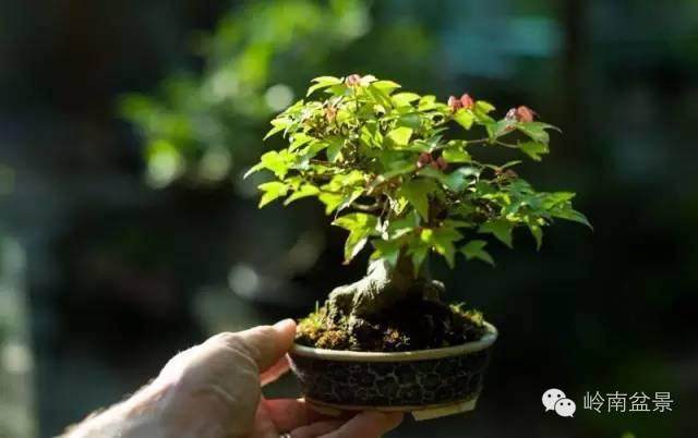 2017中国爵——中国盆景作家国家大赛展销平台启动