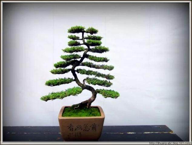 盆景爱好与知识三:树木盆景主杆