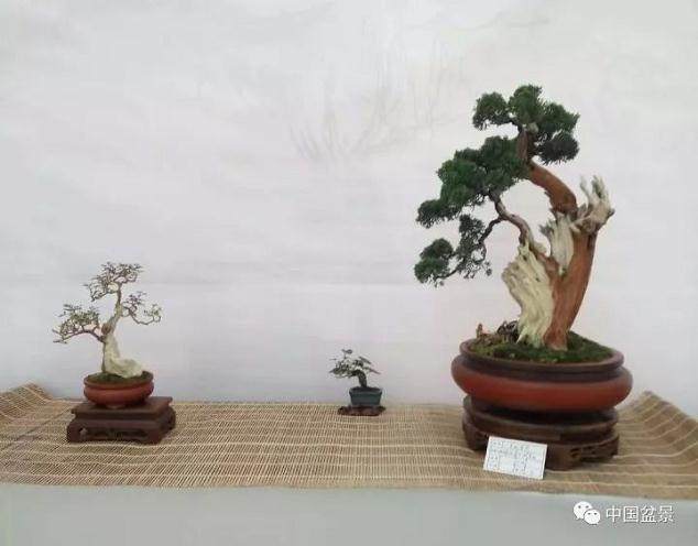 河南省第二届盆景制作比赛暨首界小微盆景惠龙杯评比花絮