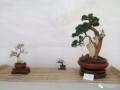 河南省第二届小微盆景惠龙杯评比花絮