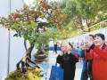 2017年绍兴市盆景文化艺术展在上虞区文化广场举行