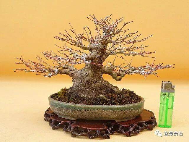 盆景课堂─枝的空间分布