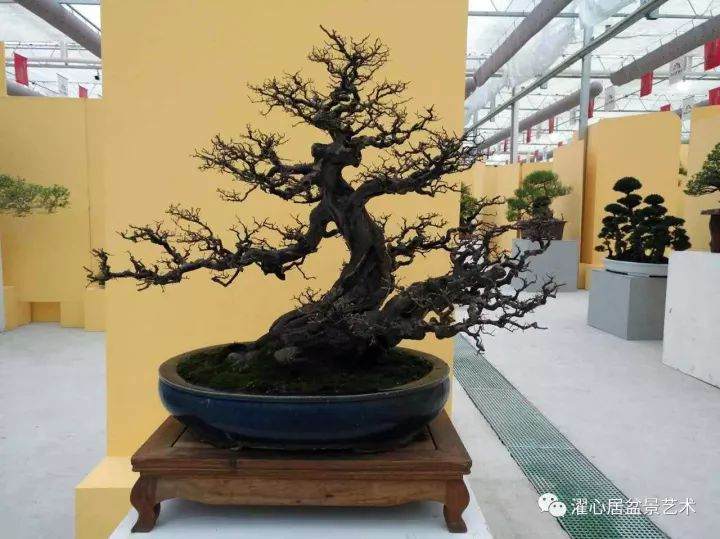 岭南盆景制作谈（八）&mdash;&mdash;岭南盆景的内外兼修